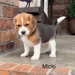 Micki - Black tan and white male Beagle puppy in Mansfield, Missouri from Rippee Creek Kennel