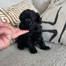 Stella - Blue female Poodle puppy in Queen Creek, Arizona from Prestigious Toy Poodles