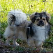 Tibetan Spaniel Puppies from Shangri-La Tibetan Spaniels