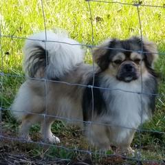 Tibetan Spaniel Puppies from Shangri-La Tibetan Spaniels