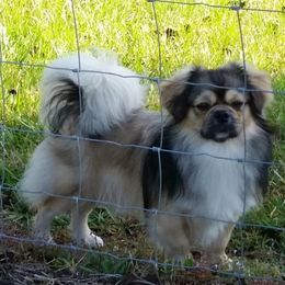 Tibetan Spaniel Puppies from Shangri-La Tibetan Spaniels