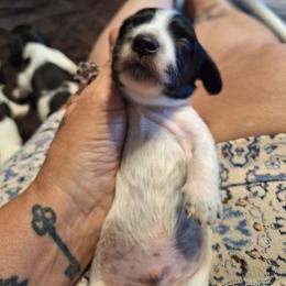 Curly - Piebald male Dachshund puppy in Gordon, Georgia from Long Dogs Yellow Farm