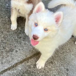 Bella Rose - White female Pomsky puppy in Sacramento, California from 916 Pomskies