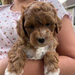 Baxter - Apricot male Goldendoodle puppy in Berlin, Ohio from Doodle Babys