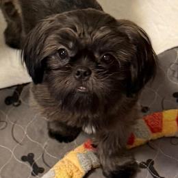 Bertie - Brindle female Shih Tzu puppy in Victorville, California from RUMBLE n TUMBLE
