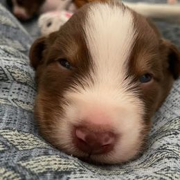 Australian Shepherds from Bruk Aussies