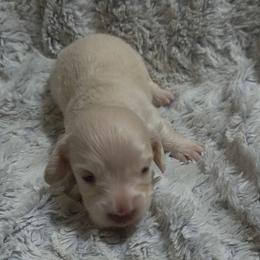 Griffin - Cream male Dachshund puppy in Adolphus, Kentucky from Walker's Dachshunds