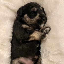 Miniature Schnauzer Puppies from Dixieland Miniature Schnauzers