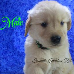 Green Collar Boy - Golden male Golden Retriever puppy in Otis Orchards, Washington from Sunlite Golden Retrievers