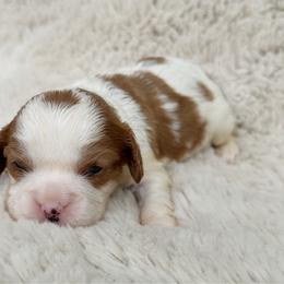 Lulu - Blenheim female Cavalier King Charles Spaniel puppy in Daphne, Alabama from Darling Australians