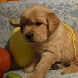 Golden Retriever and Jack Russell Terrier Puppies from VS Golden Fields