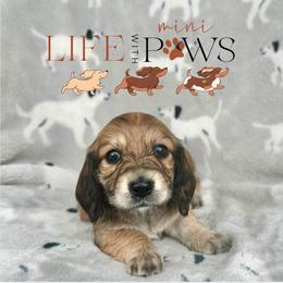 Phoenix (Orange) - Cream female Dachshund puppy in Palm Bay, Florida from Life With Mini Paws