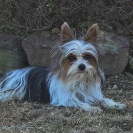 Iggy - Yorkshire Terrier