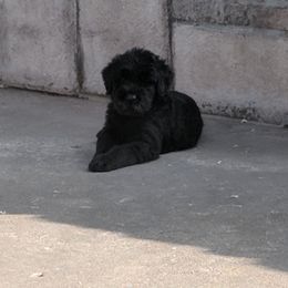 Giant Schnauzer Puppies from Riesenschnauzers von Reh Bach