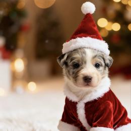 Roo - Blue merle male Australian Shepherd puppy in Sedalia, Missouri from Affinity Aussies