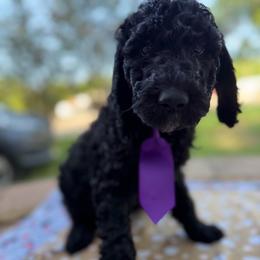 Clark - Black male Double Doodle puppy in Mineola, Texas from ETX Dandy Doodle