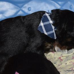 German Shepherd Puppies from Import German Shepherds of Kansas