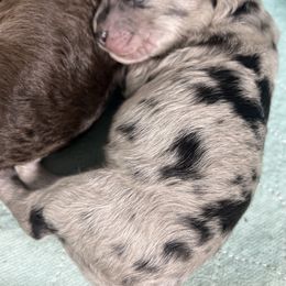 Bernedoodle Puppies from Jeanie’s Doodles