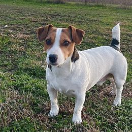 Chip - Russell Terrier