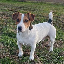 Chip - Russell Terrier