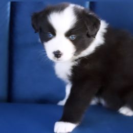 Girl 1 - Miniature Australian Shepherd puppy in Florida from J7 Miniature Australian Shepherds