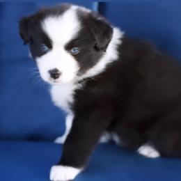 Girl 1 - Miniature Australian Shepherd puppy in Florida from J7 Miniature Australian Shepherds