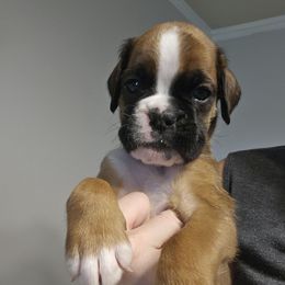 Boy 3 - Fawn male Boxer puppy in Piedmont, South Carolina from SmashBox Kennel