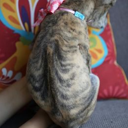 Vietnamese Phu Quoc Ridgeback Puppies from Vietnamese Phu Quoc Ridgeback Dogs of Southern California
