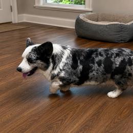 Once - Cardigan Welsh Corgi