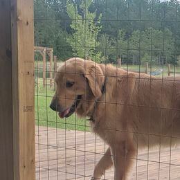 Goldendoodle Puppies from Doodling Minors