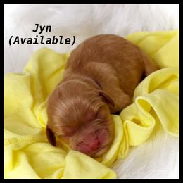Girl 5 - Cavapoo puppy in Spokane, Washington from Treasured Cavaliers of the Pacific Northwest