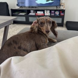 Kimber - Dachshund