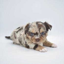 Cadbury - Merle male Chihuahua puppy in Bulls Gap, Tennessee from Smokey Mountain Chihuahuas