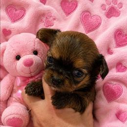 Lyra - Black sabled fawn female Chihuahua puppy in Kyle, Texas from joy of chihuahuas tx