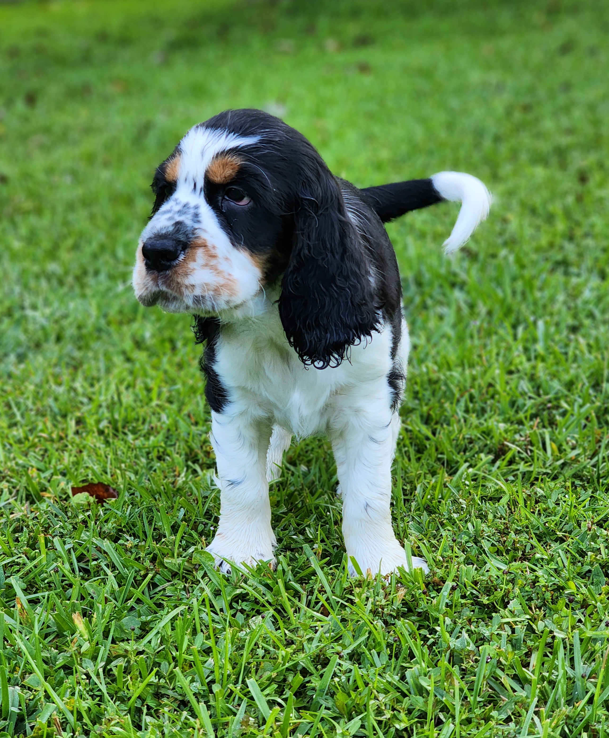 English Springer Spaniel Puppies from Seagrove Springers