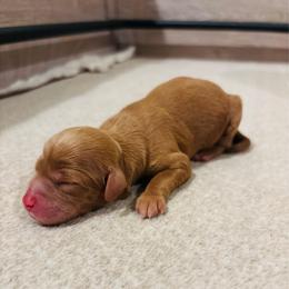 Cove - Red  male Goldendoodle puppy in Birmingham, Alabama from Ivy’s Doodles