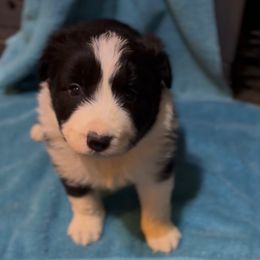 Girl 4 - Black and white female Border Collie puppy in Farmersville, Texas from Omegamtn Border Collies