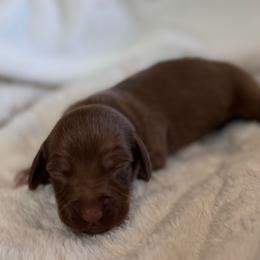 Wren - Chocolate and tan female Dachshund puppy in Wallingford, Kentucky from Hensley Homestead Dachshunds