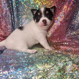 MERRY - Black and white female Chihuahua puppy in Attleboro, Massachusetts from Treasured Hearts Chihuahuas