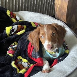 Dachshund Puppies from Lisa’s Teeny Weeny Farm