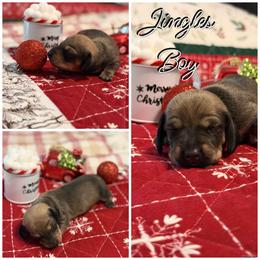 Jingles - Red male Dachshund puppy in Queen Creek, Arizona from Wigglebutts Miniature Dachshund Az