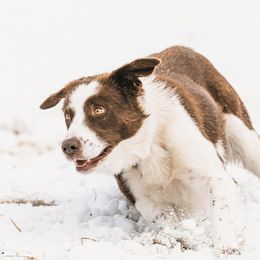 Border Collies from Rocky Mountain Border Collies