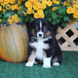 Boy 2 - male Australian Shepherd puppy in Circleville, Utah from Canyon Creek Aussies