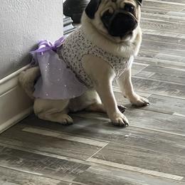 Bulldog and Pug Puppies from Love that bulldog lewter family
