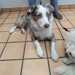 Genna - Australian Shepherd