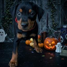 Black Tan Male 4 - Black male German Pinscher puppy in Chatham, Virginia from WMHK9/Roolyn German Pinschers