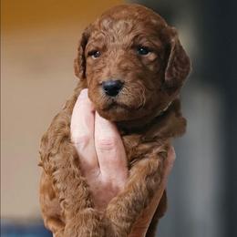 HERSHEY - Apricot male Goldendoodle puppy in Harris County, Texas from Cute & Curly Doodles