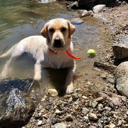 Rocky - Labrador Retriever