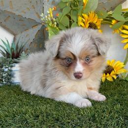 Cruz - Red merle male Toy Australian Shepherd puppy in Granbury, Texas from Best Little Aussies