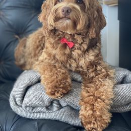 Bozya - Goldendoodle